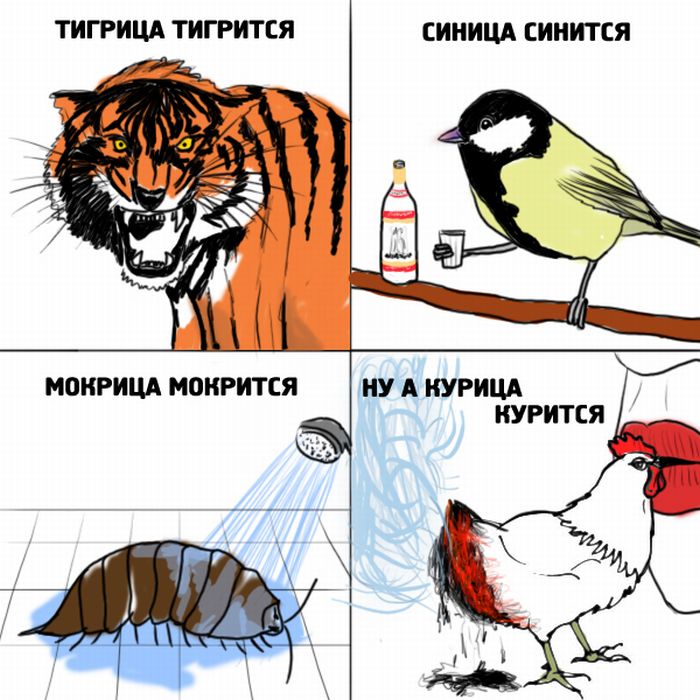 Картинка птичка неврастеничка